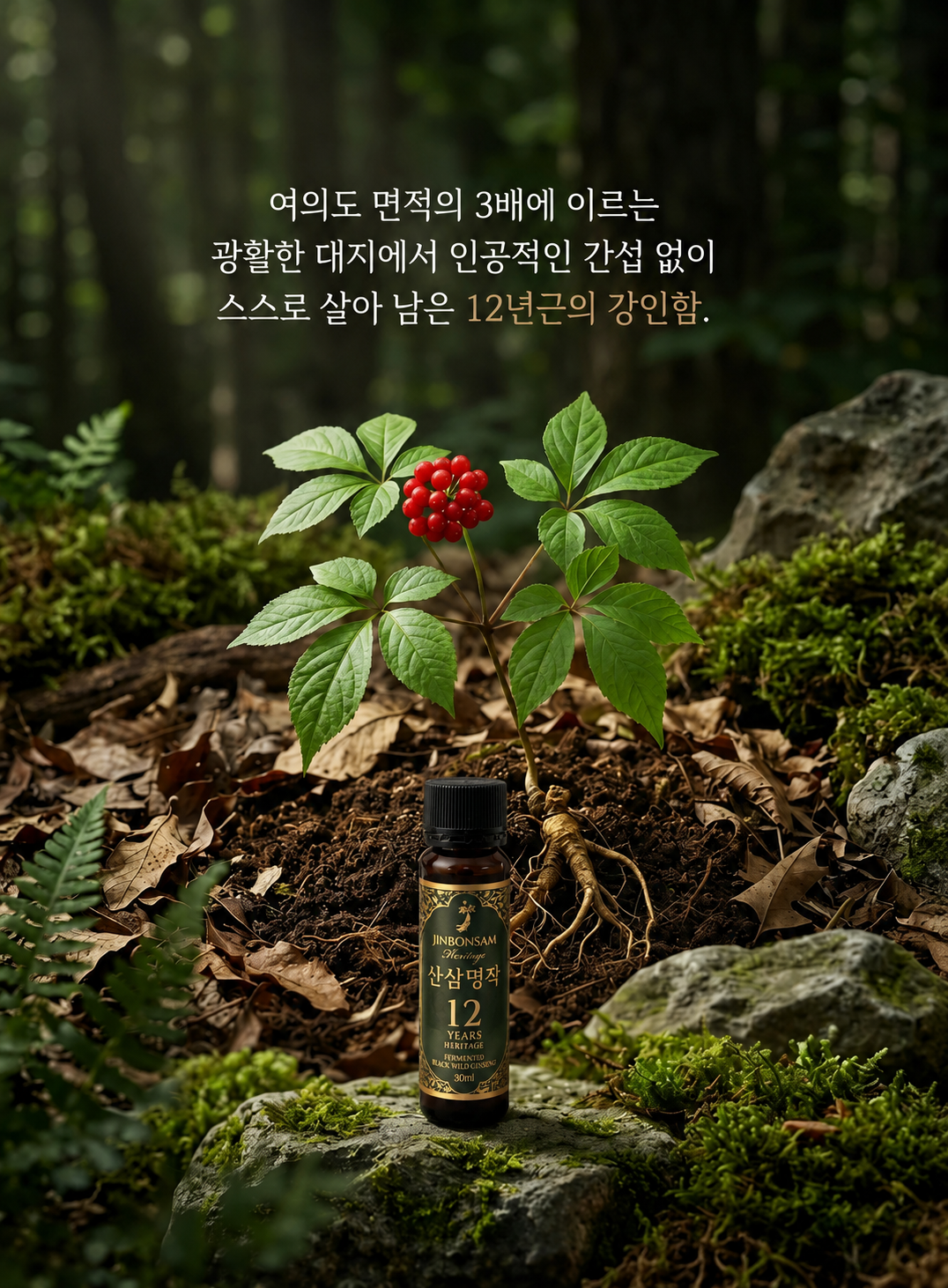 진본삼 산삼명작 12년근 산양산삼 제품 대표 사진